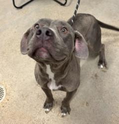 Shelter Stray Female Dog last seen Near E 65, 4th District, OH, 9203 Detroit Ave, Cleveland, OH 44102, USA
