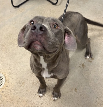 Shelter Stray Female Dog last seen Near E 65, 4th District, OH, 9203 Detroit Ave, Cleveland, OH 44102, USA