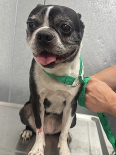 Shelter Stray Female Dog last seen Near frontier, 2nd District, OH, 9203 Detroit Ave, Cleveland, OH 44102, USA