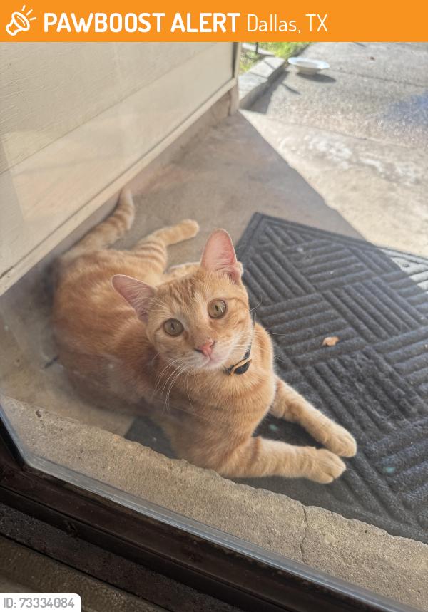 Found/Stray Male Cat last seen Long canyon, Dallas, TX 75249