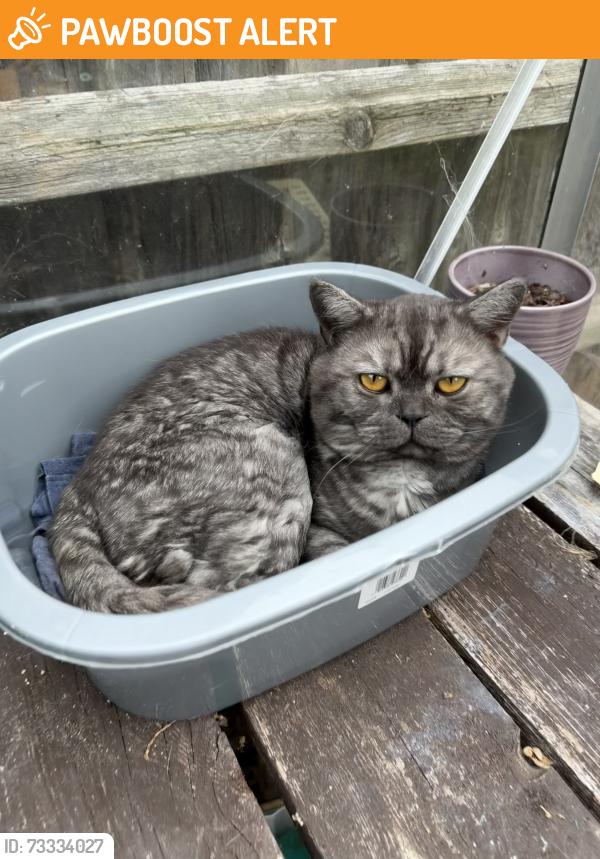Found/Stray Male Cat last seen Shoeburyness Train Station, Shoeburyness, England 