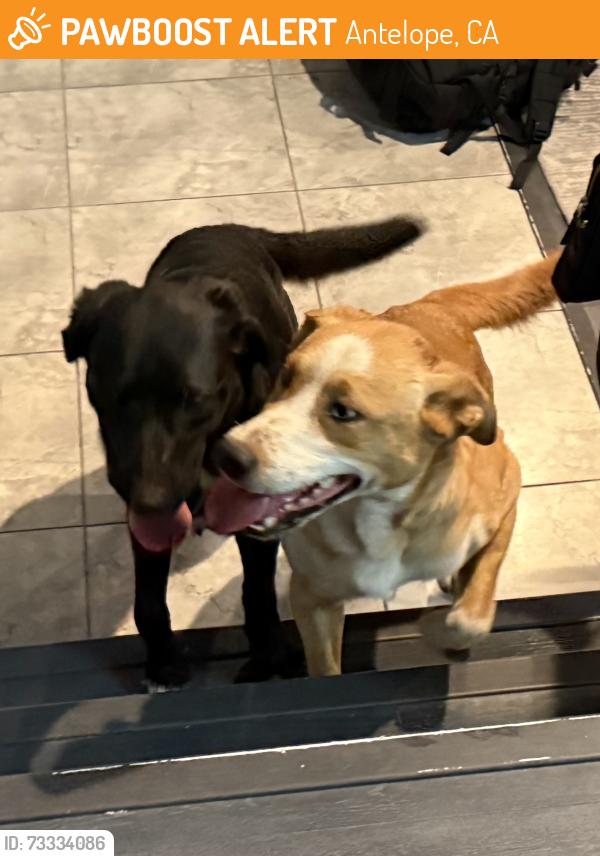 Found/Stray Male Dog last seen Antelope Road, Antelope, CA 95843