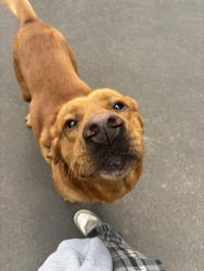 Reunited Male Dog last seen 222nd dr, Damascus, OR 97089