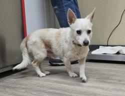 Shelter Stray Male Dog last seen Near Lustrosos Street, Oceanside, CA, 92057, Oceanside, CA 92058, USA