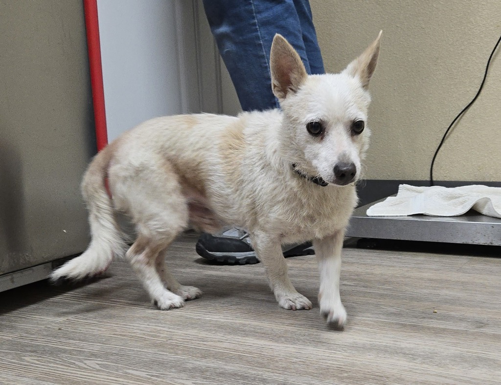 Shelter Stray Male Dog last seen Near Lustrosos Street, Oceanside, CA, 92057, Oceanside, CA 92058, USA