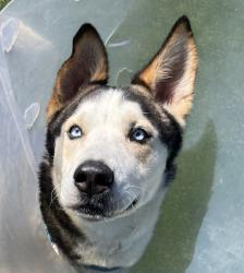 Shelter Stray Male Dog last seen Near N 2nd Street, El Cajon, CA, 92021, El Cajon, CA 92020, USA