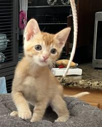 Shelter Stray Female Cat last seen El Cajon, CA, 92020, 5500 Gaines St, San Diego, CA 92110, USA