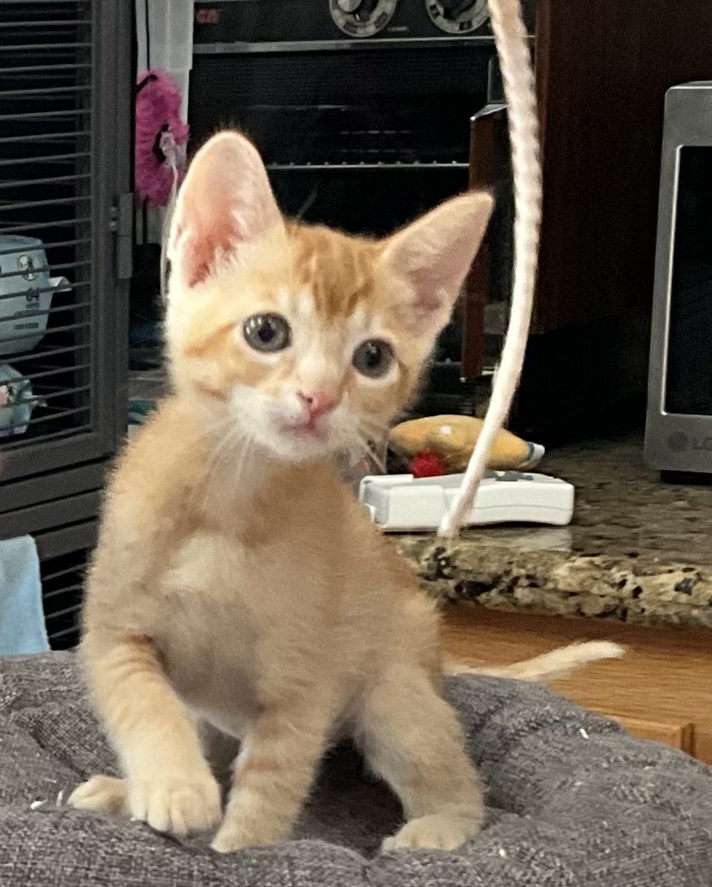 Shelter Stray Female Cat last seen El Cajon, CA, 92020, 5500 Gaines St, San Diego, CA 92110, USA