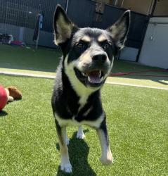 Shelter Stray Male Dog last seen Near Grossmont Center Drive, La Mesa, CA, 91942, El Cajon, CA 92020, USA