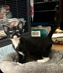 Shelter Stray Male Cat last seen El Cajon, CA, 92020, 5500 Gaines St, San Diego, CA 92110, USA