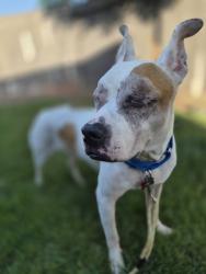 Shelter Stray Male Dog last seen Gaines Street, San Diego, CA, 92110, 5500 Gaines St, San Diego, CA 92110, USA