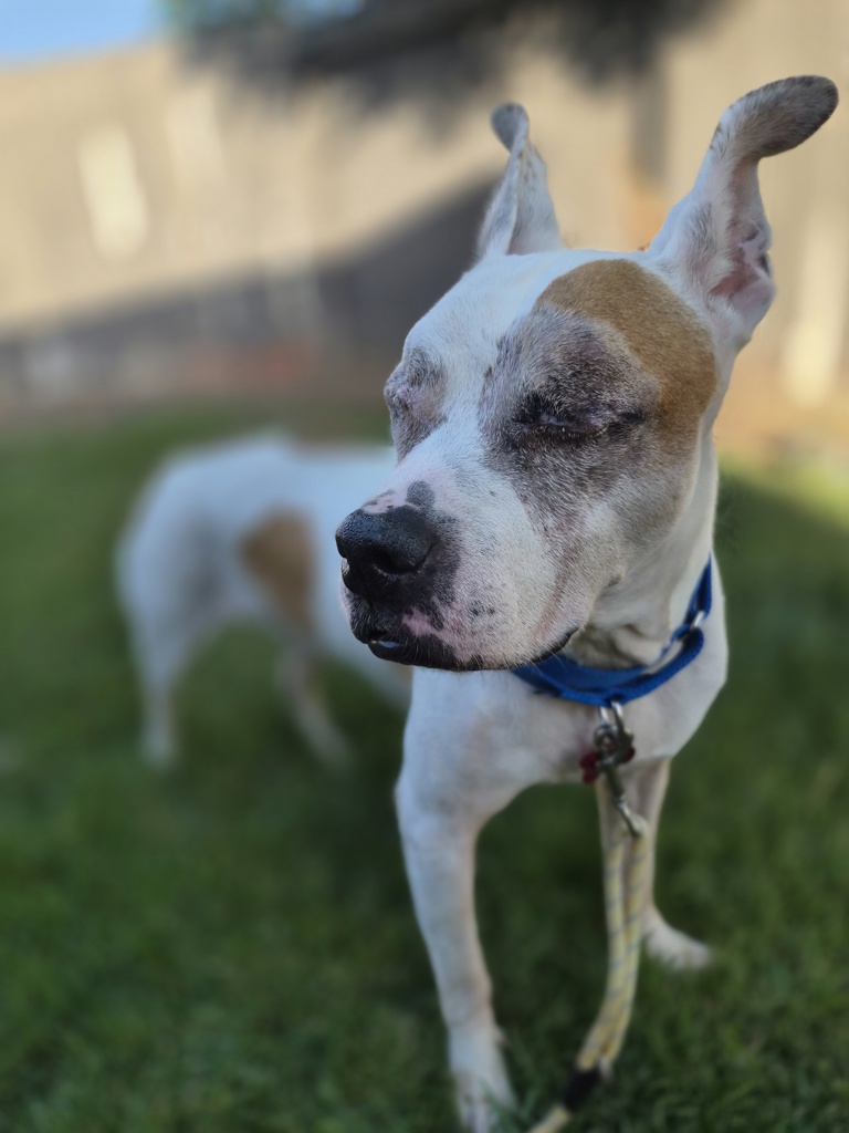 Shelter Stray Male Dog last seen Gaines Street, San Diego, CA, 92110, 5500 Gaines St, San Diego, CA 92110, USA
