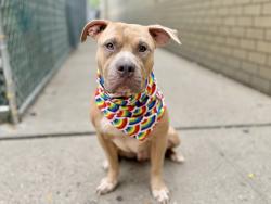 Shelter Stray Male Dog last seen Lexington Avenue & 110th Street, NEW YORK, NY, 10029, 326 E 110th St, New York, NY 10029, USA