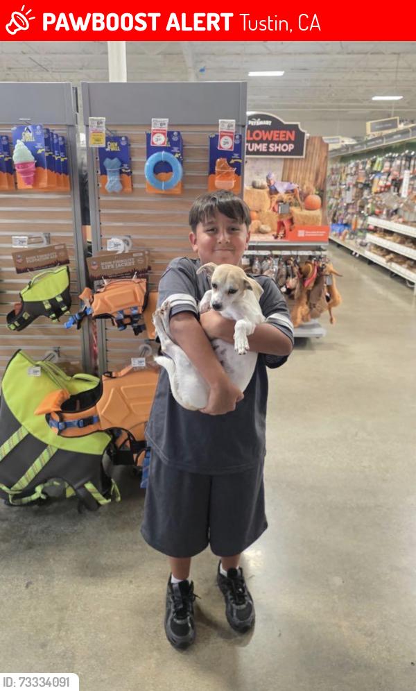 Lost Female Dog last seen Mcfadden and Pasadena, Tustin, CA 92780