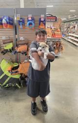 Lost Female Dog last seen Mcfadden and Pasadena, Tustin, CA 92780