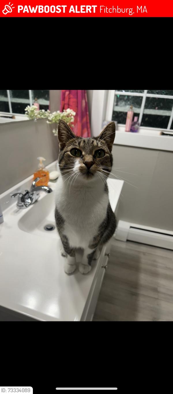 Lost Female Cat last seen Atlantic Ave & Bluff Ave, Fitchburg, MA 01420
