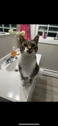 Lost Female Cat last seen Atlantic Ave & Bluff Ave, Fitchburg, MA 01420
