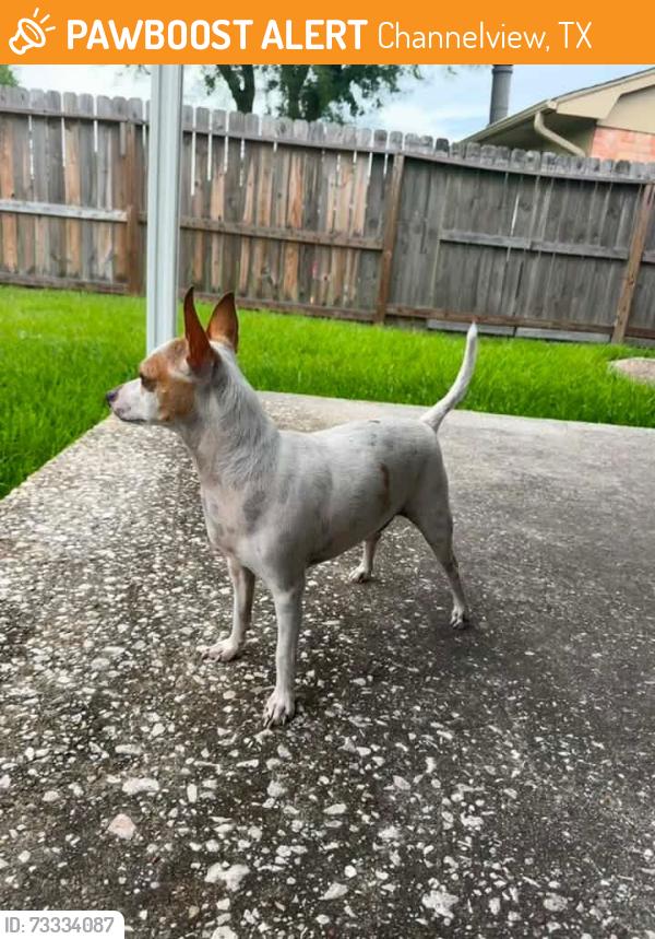 Found/Stray Male Dog last seen Tenderden dr Channelview Texas 77530, Channelview, TX 77530