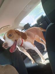 Lost Female Dog last seen E Parkway, Gatlinburg, TN 37738