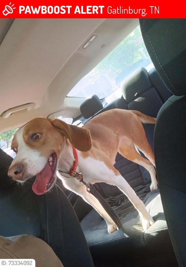 Lost Female Dog last seen E Parkway, Gatlinburg, TN 37738