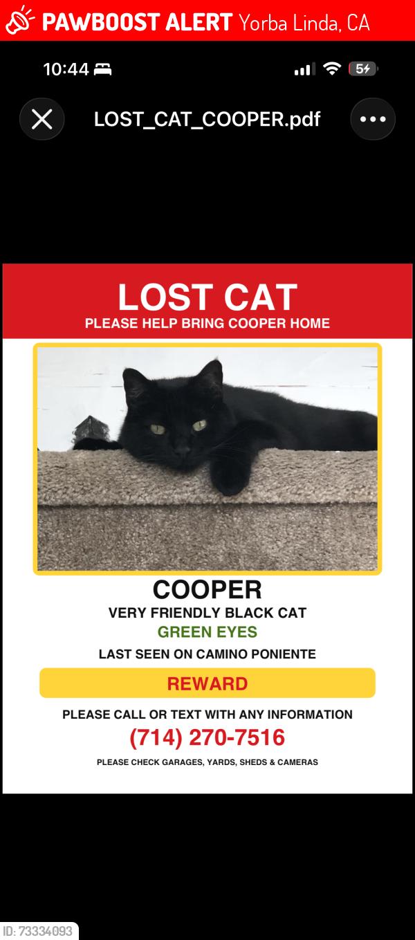 Lost Male Cat last seen Via lomas de Yorba east/la Palma, Yorba Linda, CA 92887