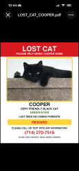 Lost Male Cat last seen Via lomas de Yorba east/la Palma, Yorba Linda, CA 92887