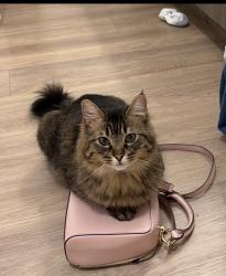 Lost Male Cat last seen se 144th st and 161st ave se, Renton, WA 98059