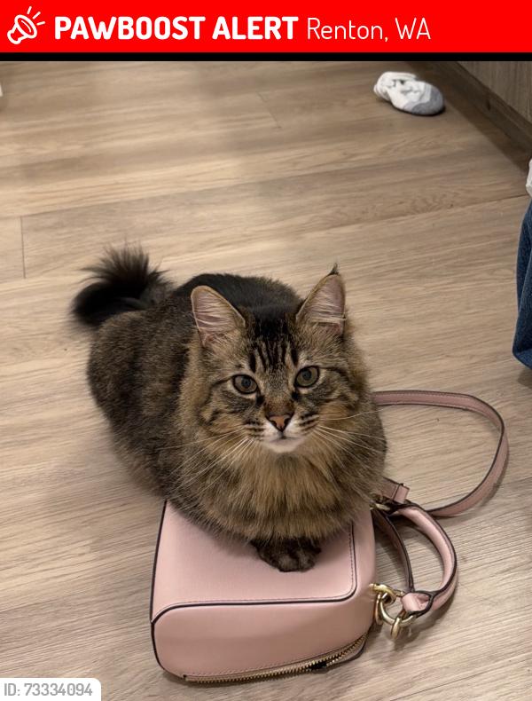 Lost Male Cat last seen se 144th st and 161st ave se, Renton, WA 98059