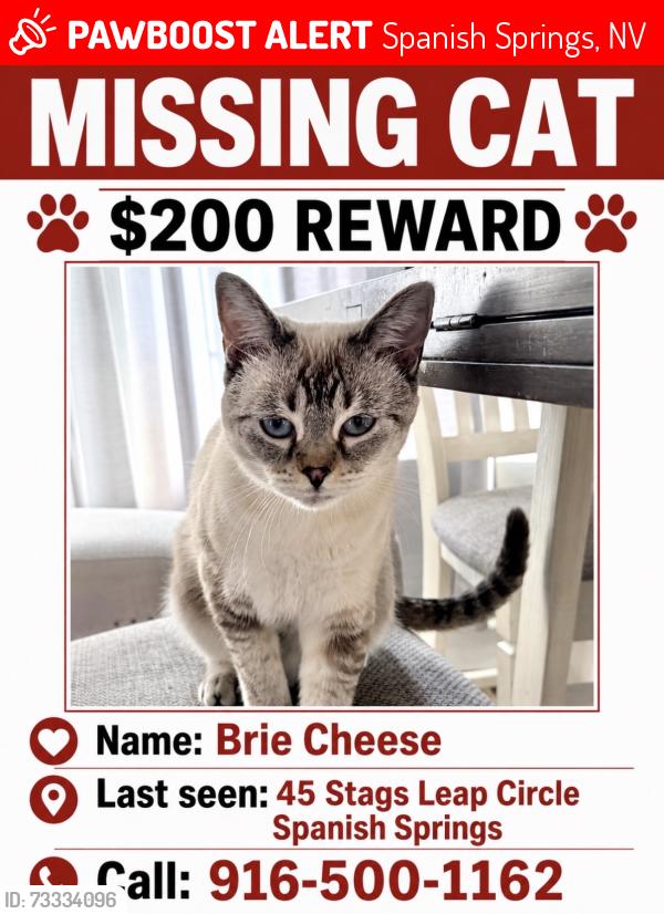 Lost Female Cat last seen Benedict, Spanish Springs, NV 89441