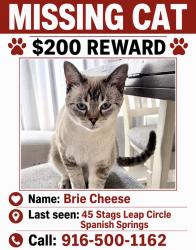 Lost Female Cat last seen Benedict, Spanish Springs, NV 89441