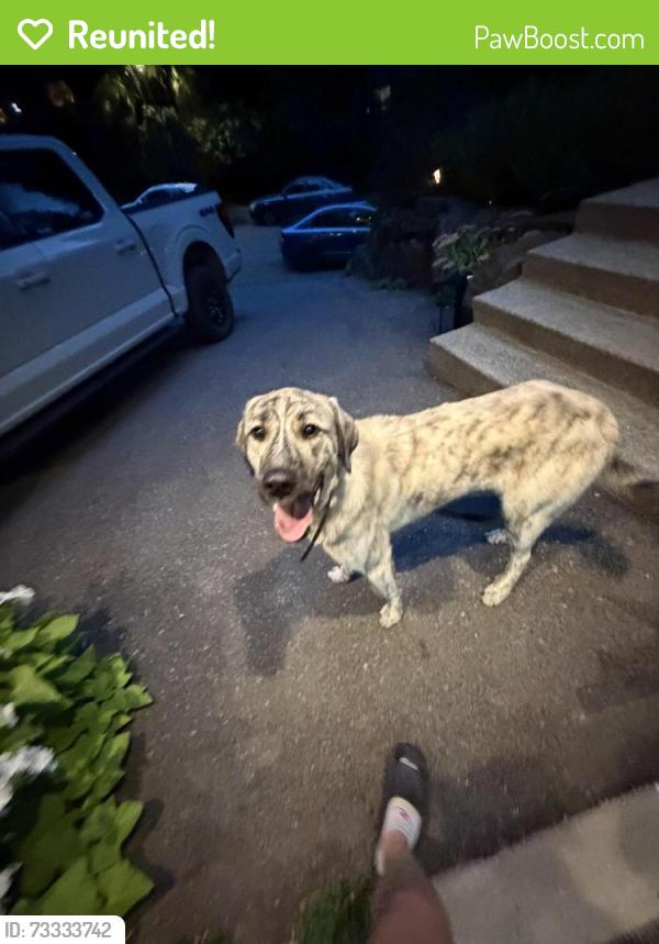 Reunited Male Dog last seen Cottage lake area, Woodinville, WA 98072