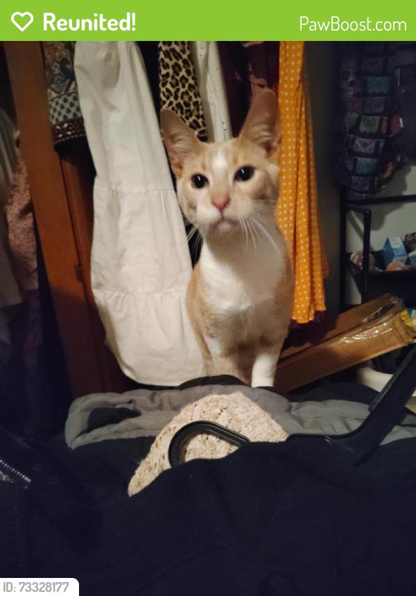 Reunited Male Cat last seen Ronald and Middle Lane ane, San Antonio, TX 78217