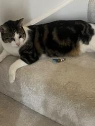 Lost Male Cat last seen Coleshill, , England B46