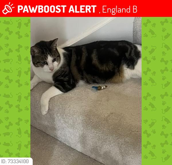 Lost Male Cat last seen Coleshill, , England B46