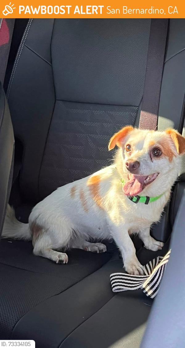 Found/Stray Female Dog last seen Near freeway & Base Line SAN BERNARDINO CA, San Bernardino, CA 92405