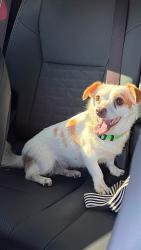 Found/Stray Female Dog last seen Near freeway & Base Line SAN BERNARDINO CA, San Bernardino, CA 92405