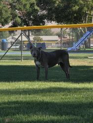 Reunited Male Dog last seen Tracy St and Hesperia Rd., Victorville, CA 92395