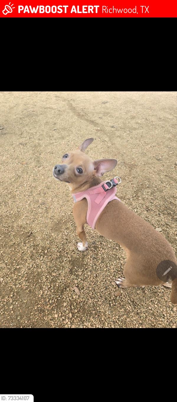 Lost Female Dog last seen Hollyhock, Oyster creek drive, Richwood, TX 77531