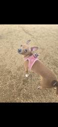 Lost Female Dog last seen Hollyhock, Oyster creek drive, Richwood, TX 77531