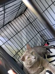 Lost Male Cat last seen He was last in my care at Walmart on green acres but was supposed to be brought to me in barger Taney st so he could have been dropped off anywhere between those locations like winco 4 corners river road Maxwell st hwy 99, Eugene, OR 97402