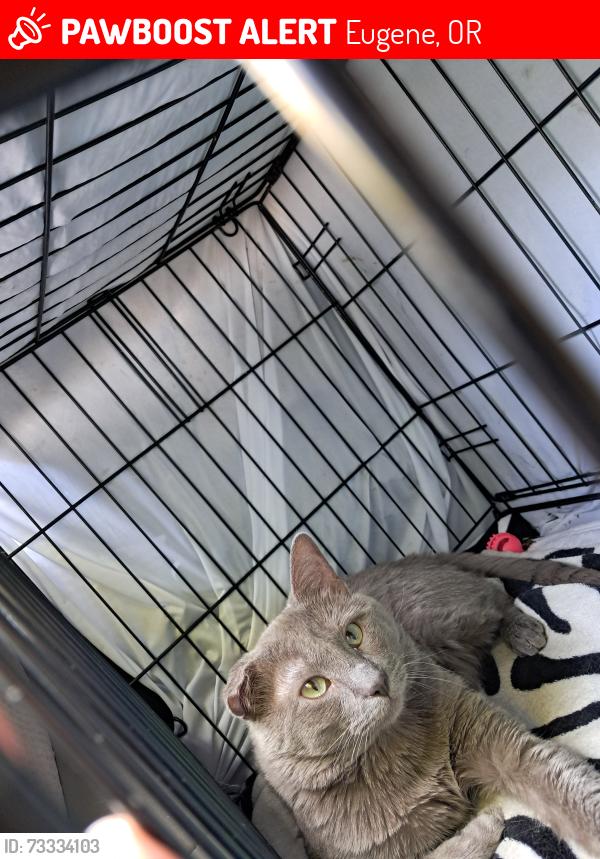 Lost Male Cat last seen He was last in my care at Walmart on green acres but was supposed to be brought to me in barger Taney st so he could have been dropped off anywhere between those locations like winco 4 corners river road Maxwell st hwy 99, Eugene, OR 97402