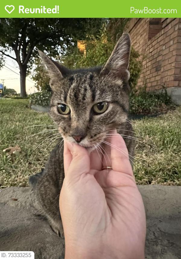 Reunited Unknown Cat last seen Near Owens Park, Richardson, TX 75083