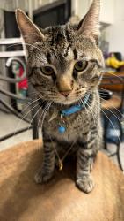Lost Male Cat last seen Stapley & University, Mesa, AZ 85203