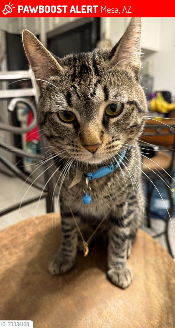 Lost Male Cat last seen Stapley & University, Mesa, AZ 85203