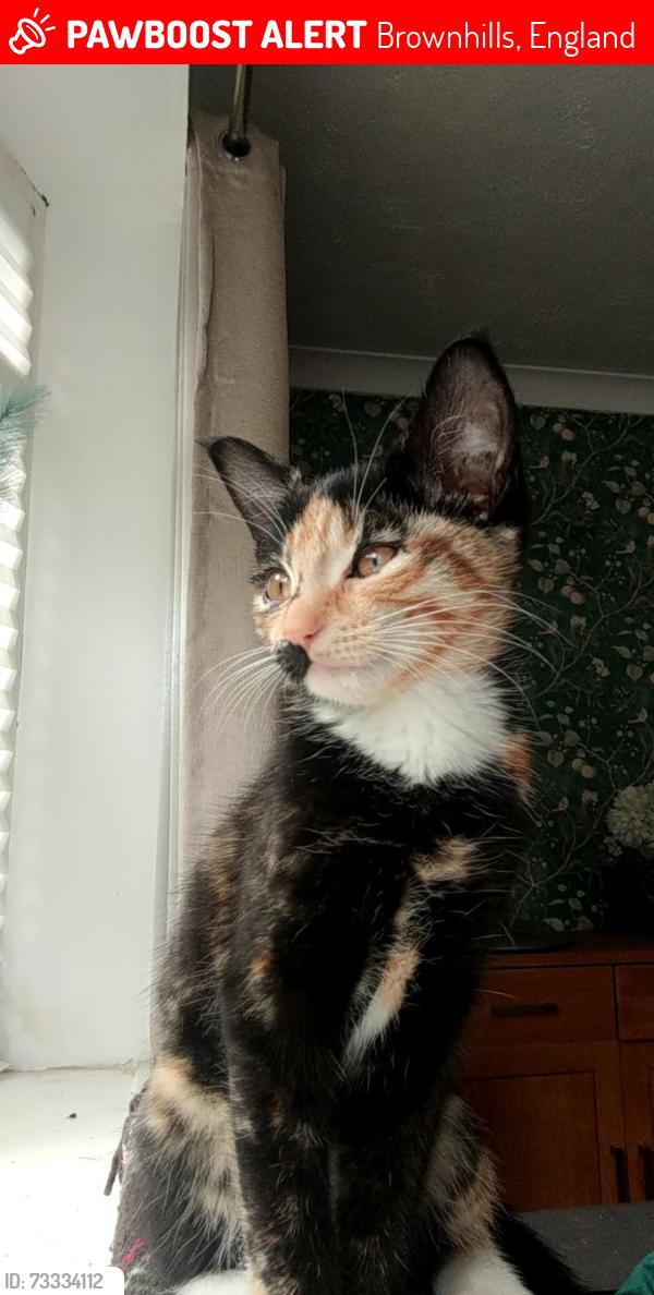 Lost Female Cat last seen Ogley road, Brownhills, England 