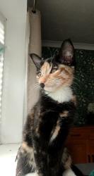 Lost Female Cat last seen Ogley road, Brownhills, England 