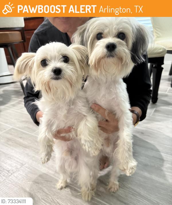 Found/Stray Unknown Dog last seen Sweet water Ln , Arlington TX 76002, Arlington, TX 76002