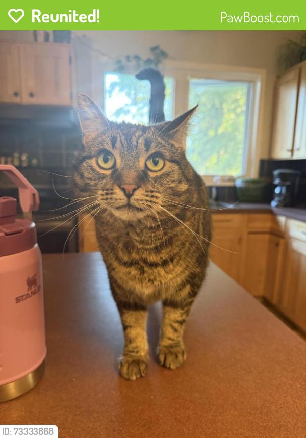 Reunited Female Cat last seen Near ave & 113a st, near Southgate, near Malmo school, Edmonton, AB T6H 0A4