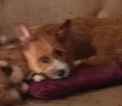 Lost Male Dog last seen Northrop&howe, Sacramento, CA 95819