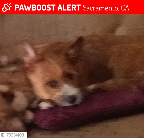 Lost Male Dog last seen Northrop&howe, Sacramento, CA 95819